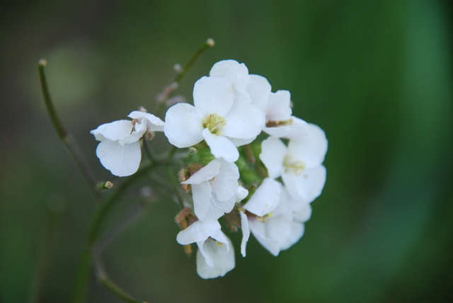 Diplotaxis Erucoides